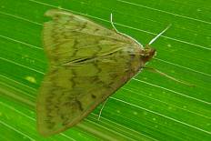 Celama tuberculalis - Maiszünsler